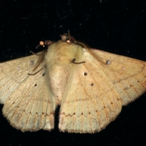 Anthela acuta at Rosedale, NSW - 16 Nov 2019 08:13 PM