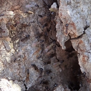 Papyrius nitidus at Dunlop, ACT - suppressed