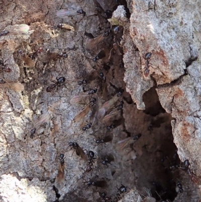 Papyrius nitidus (Shining Coconut Ant) at Dunlop, ACT - 20 Nov 2019 by CathB
