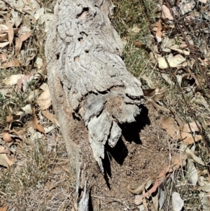 Papyrius nitidus at Dunlop, ACT - suppressed