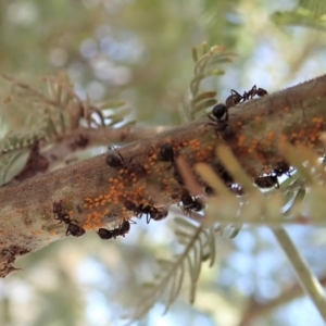 Papyrius nitidus at Dunlop, ACT - suppressed