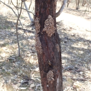 Papyrius nitidus at Dunlop, ACT - suppressed