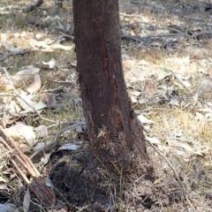 Papyrius nitidus at Dunlop, ACT - suppressed