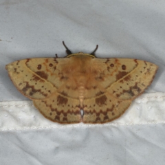 Anthela (genus) immature (Unidentified Anthelid Moth) at Rosedale, NSW - 16 Nov 2019 by jb2602