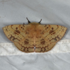 Anthela (genus) immature (Unidentified Anthelid Moth) at Rosedale, NSW - 16 Nov 2019 by jbromilow50