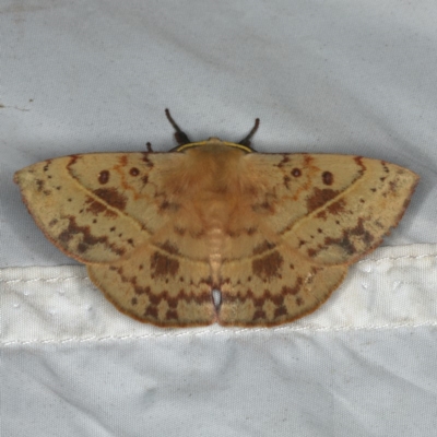 Anthela (genus) immature (Unidentified Anthelid Moth) at Rosedale, NSW - 16 Nov 2019 by jbromilow50