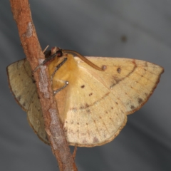 Anthela (genus) immature at Rosedale, NSW - 16 Nov 2019