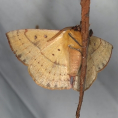 Anthela (genus) immature at Rosedale, NSW - 16 Nov 2019