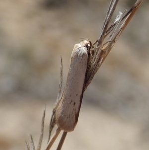 Philobota productella at Dunlop, ACT - 20 Nov 2019