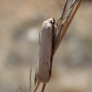 Philobota productella at Dunlop, ACT - 20 Nov 2019