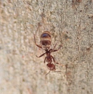 Papyrius nitidus at Dunlop, ACT - suppressed