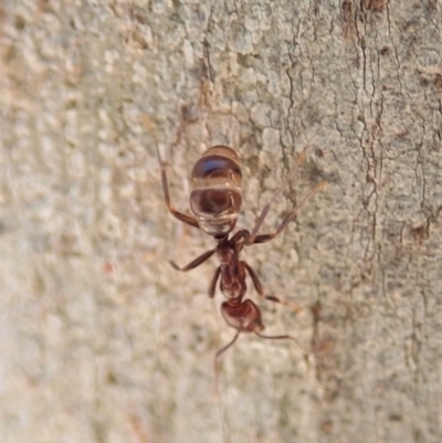 Papyrius nitidus (Shining Coconut Ant) at Dunlop, ACT - 13 Nov 2019 by CathB