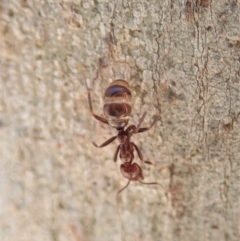 Papyrius nitidus (Shining Coconut Ant) at Mount Painter - 13 Nov 2019 by CathB