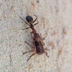 Papyrius nitidus at Dunlop, ACT - suppressed