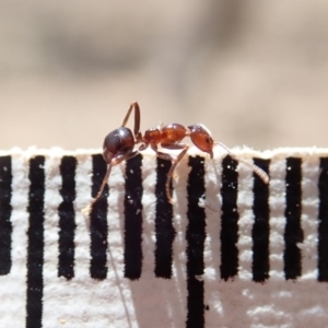 Papyrius nitidus at Dunlop, ACT - suppressed