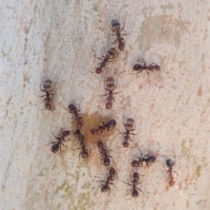 Papyrius nitidus at Dunlop, ACT - suppressed