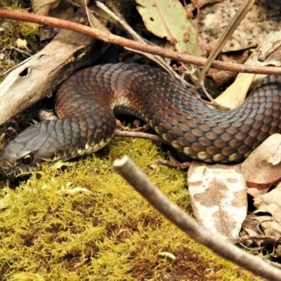 Austrelaps ramsayi (Highlands Copperhead) at Tidbinbilla Nature Reserve - 22 Nov 2019 by JohnBundock