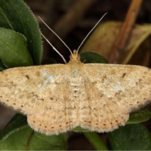 Scopula rubraria at Kambah, ACT - 22 Nov 2019 06:13 PM