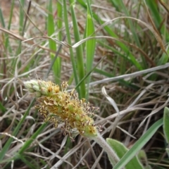 Plantago varia (Native Plaintain) at Barton, ACT - 12 Oct 2019 by JanetRussell