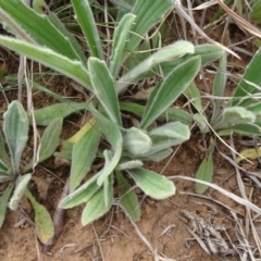 Plantago varia at Saint Marks Grassland - Barton ACT - 12 Oct 2019