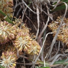 Lomandra multiflora (Many-flowered Matrush) at Barton, ACT - 12 Oct 2019 by JanetRussell