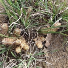 Lomandra multiflora at Saint Marks Grassland - Barton ACT - 12 Oct 2019 02:56 PM