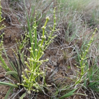 Lomandra multiflora (Many-flowered Matrush) at Saint Mark's Grassland, Barton - 12 Oct 2019 by JanetRussell