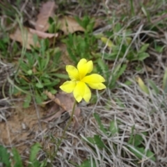 Goodenia pinnatifida (Scrambled Eggs) at Saint Marks Grassland - Barton ACT - 12 Oct 2019 by JanetRussell