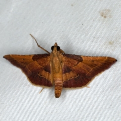 Persicoptera aglaopa (A Pyralid Moth) at Rosedale, NSW - 15 Nov 2019 by jb2602