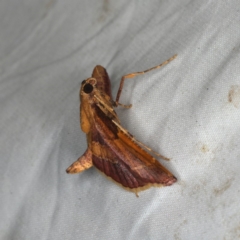 Persicoptera aglaopa at Rosedale, NSW - 15 Nov 2019 10:07 PM