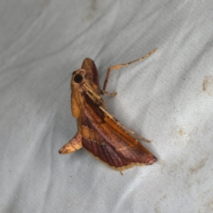 Persicoptera aglaopa at Rosedale, NSW - 15 Nov 2019
