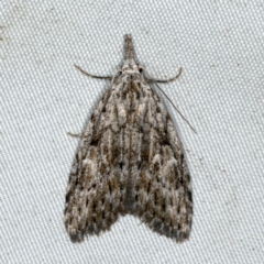 Nola vernalis (Dagger Tuft Moth) at Rosedale, NSW - 16 Nov 2019 by jb2602