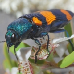 Castiarina klugii (Jewel beetle) at Lower Cotter Catchment - 22 Nov 2019 by Harrisi