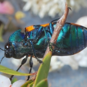 Castiarina klugii at Uriarra Village, ACT - 22 Nov 2019