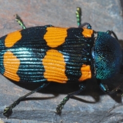 Castiarina klugii at Uriarra Village, ACT - 22 Nov 2019