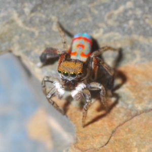 Maratus pavonis at Spence, ACT - 20 Nov 2019