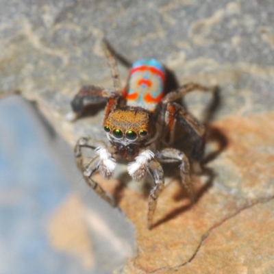 Maratus pavonis (Dunn's peacock spider) at Spence, ACT - 20 Nov 2019 by Harrisi