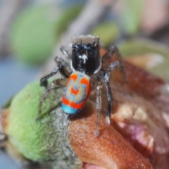 Maratus pavonis at Spence, ACT - 20 Nov 2019