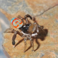 Maratus pavonis at Spence, ACT - 20 Nov 2019