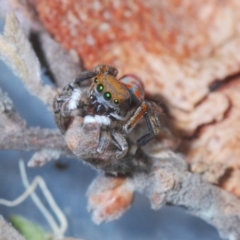 Maratus pavonis at Spence, ACT - 20 Nov 2019