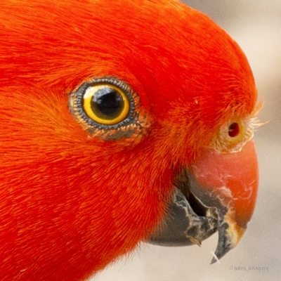 Alisterus scapularis (Australian King-Parrot) at Bald Hills, NSW - 8 Oct 2019 by JulesPhotographer