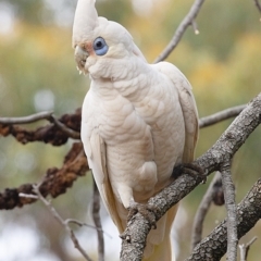 Cacatua sanguinea (Little Corella) at Bald Hills, NSW - 8 Oct 2019 by JulesPhotographer