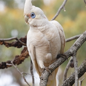 Cacatua sanguinea at Bald Hills, NSW - 8 Oct 2019