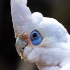 Cacatua sanguinea at Bald Hills, NSW - 8 Oct 2019 12:09 AM