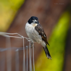 Cracticus torquatus (Grey Butcherbird) at Bald Hills, NSW - 1 Nov 2019 by JulesPhotographer