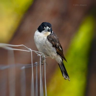 Cracticus torquatus (Grey Butcherbird) at Bald Hills, NSW - 31 Oct 2019 by JulesPhotographer