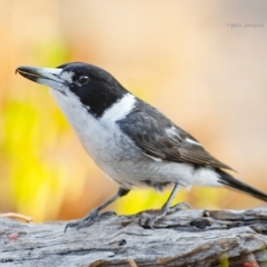 Cracticus torquatus at Bald Hills, NSW - 1 Nov 2019