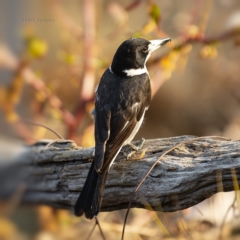 Cracticus torquatus at Bald Hills, NSW - 1 Nov 2019