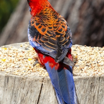 Platycercus elegans (Crimson Rosella) at Bald Hills, NSW - 4 Nov 2019 by JulesPhotographer