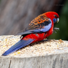 Platycercus elegans at Bald Hills, NSW - 4 Nov 2019 07:58 AM